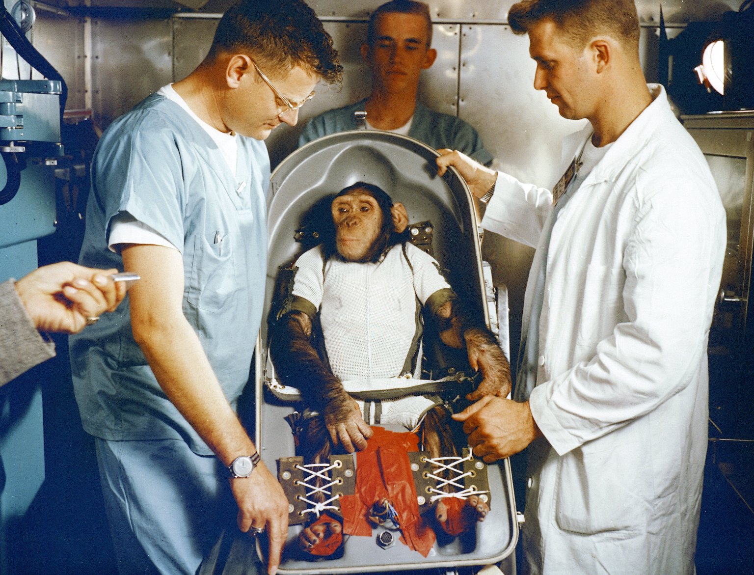 Ham the chimpanzee in a NASA biopack couch before the 1961 Mercury-Redstone 2 test flight